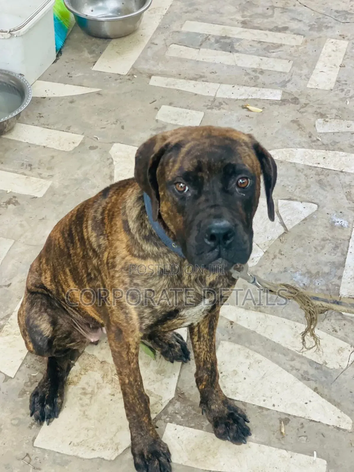 6-12 months Male Purebred Boerboel