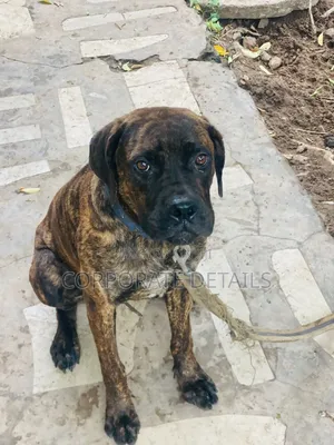 6-12 months Male Purebred Boerboel