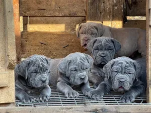 1-3 months Male Purebred Boerboel