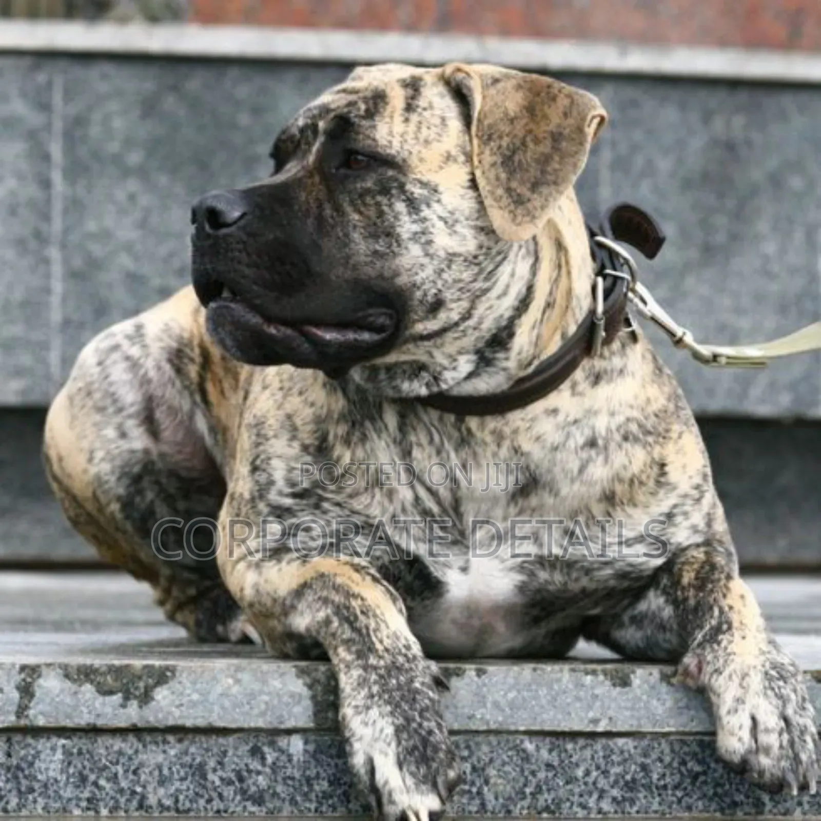 3-6 months Male Purebred Boerboel