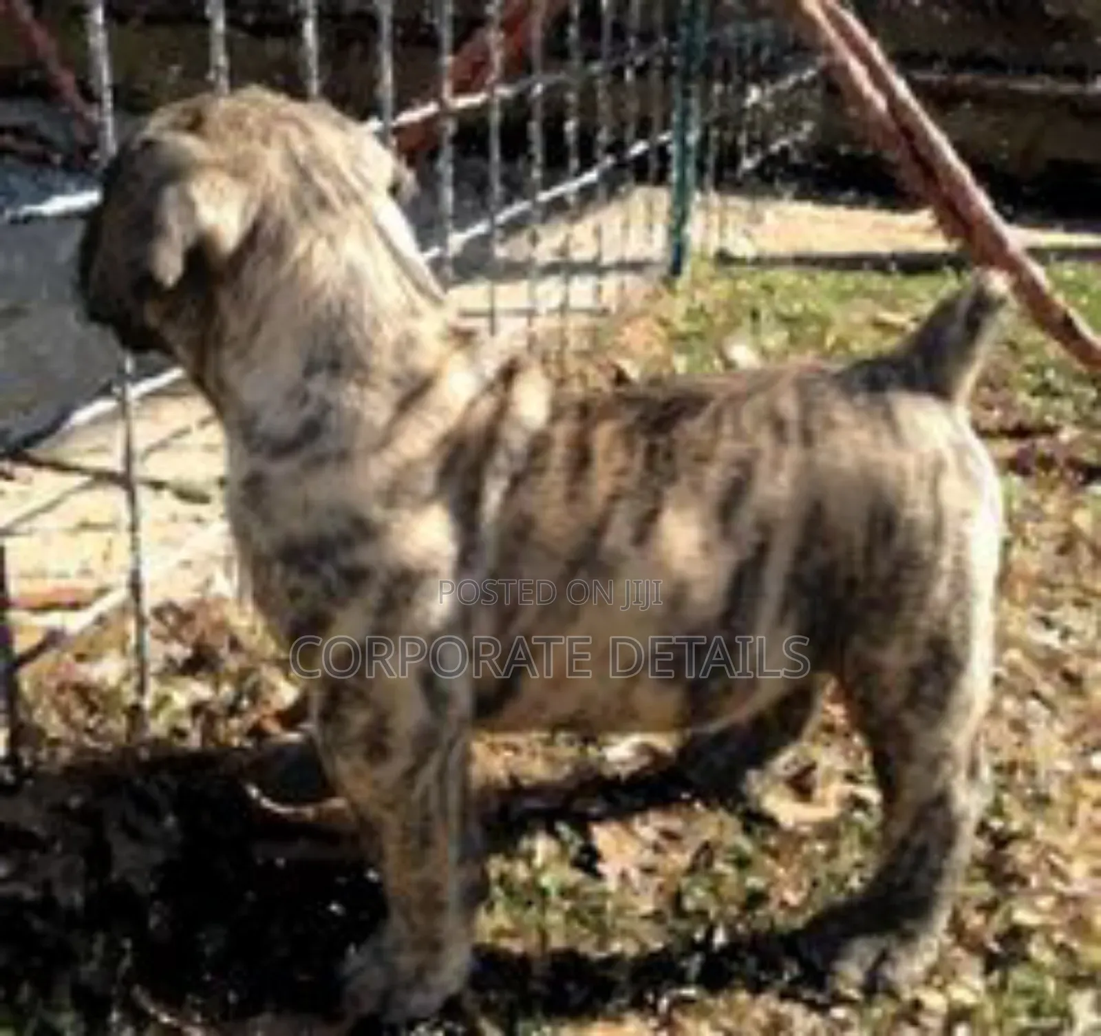 3-6 months Male Purebred Boerboel