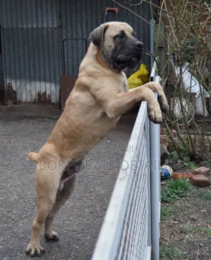 3-6 months Male Purebred Boerboel