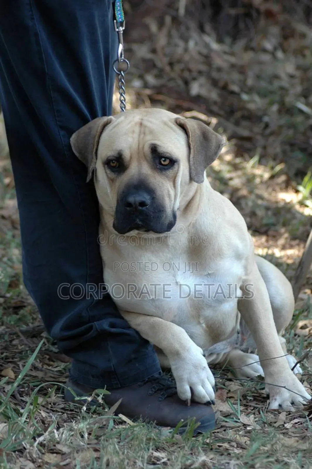 3-6 months Male Purebred Boerboel