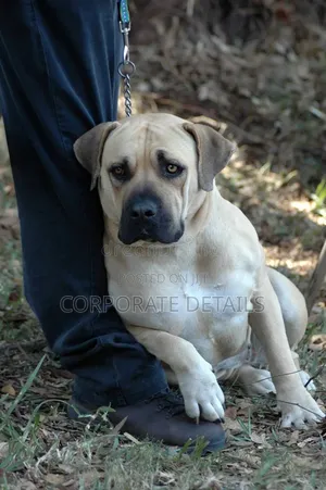 3-6 months Male Purebred Boerboel