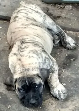 3-6 months Male Purebred Boerboel
