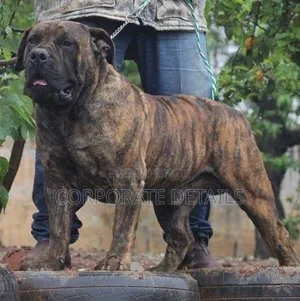 6-12 months Male Purebred Boerboel