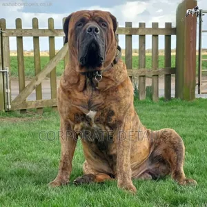 1+ year Male Purebred Boerboel