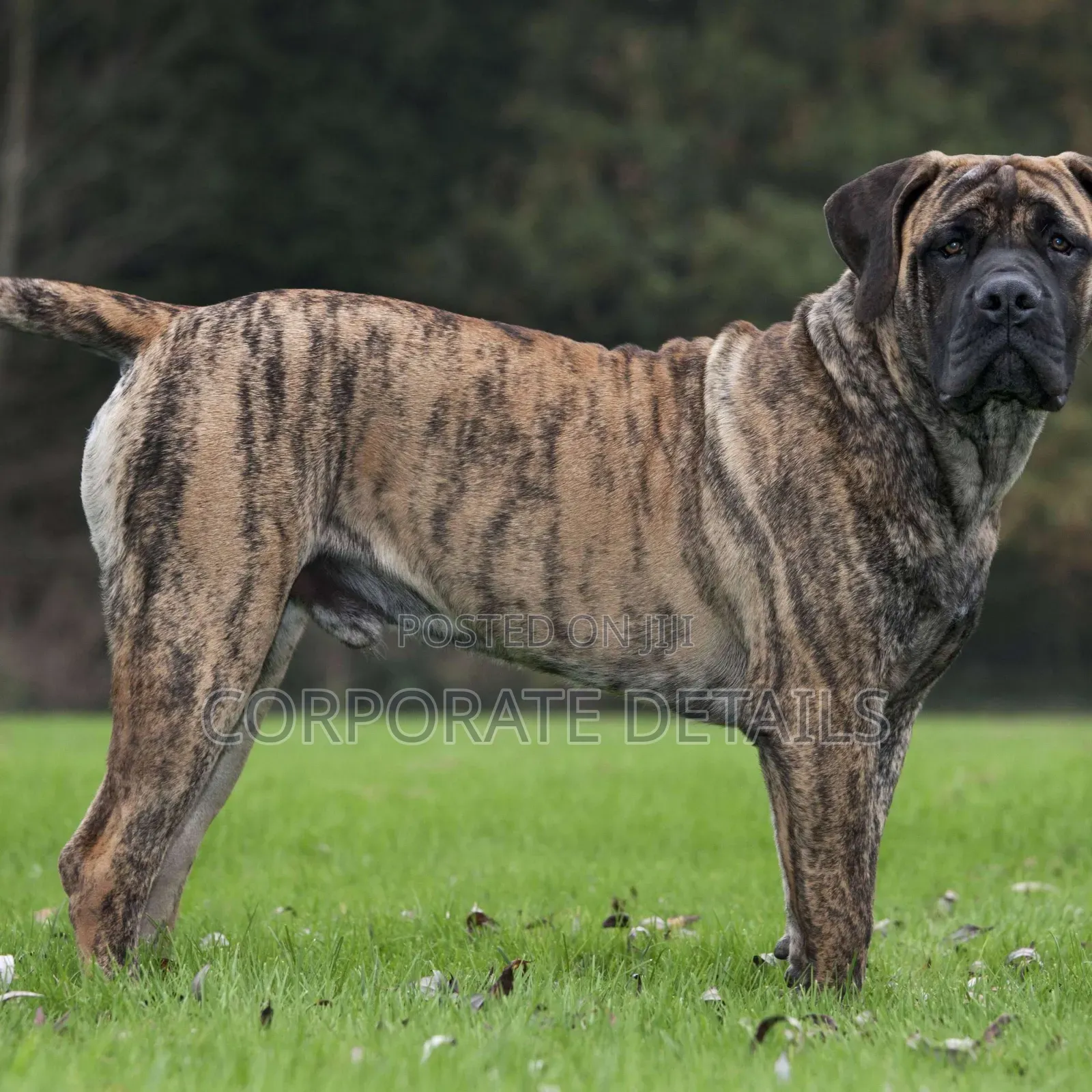 1+ year Male Purebred Boerboel