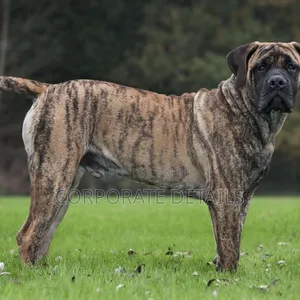 1+ year Male Purebred Boerboel