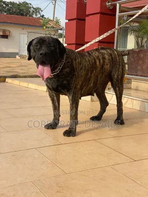 1+ year Male Purebred Boerboel