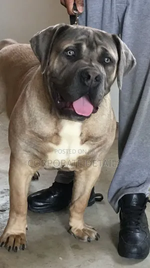 3-6 months Male Purebred Boerboel