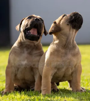 1-3 months Male Purebred Boerboel