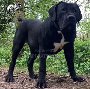 6-12 months Male Purebred Boerboel