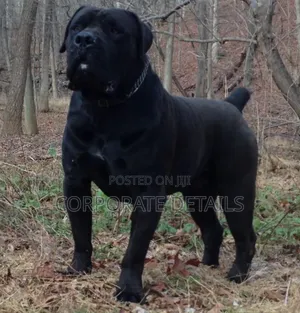 6-12 months Male Purebred Boerboel