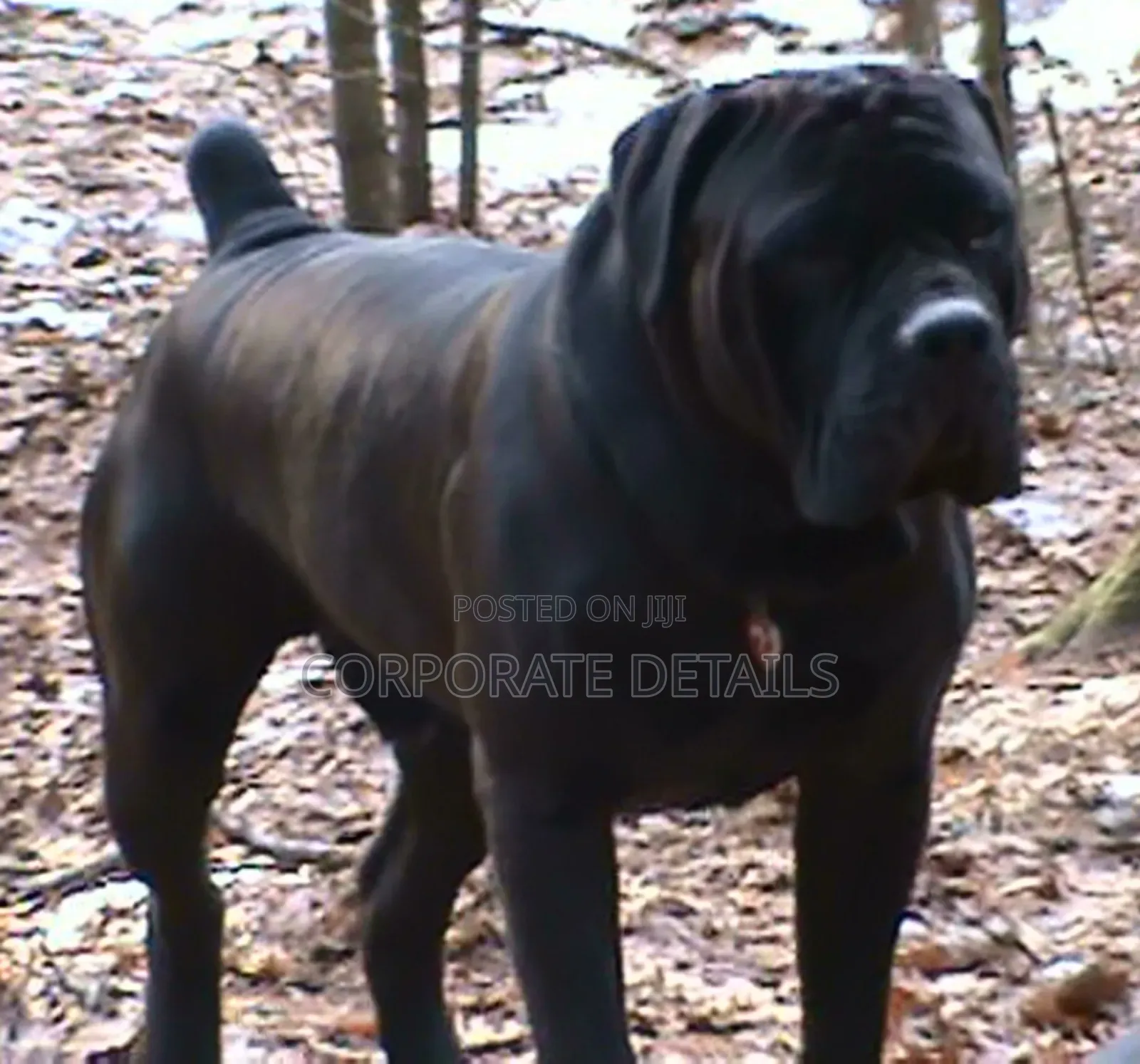 6-12 months Male Purebred Boerboel