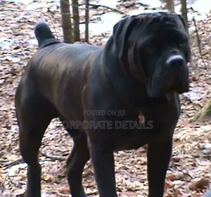 6-12 months Male Purebred Boerboel