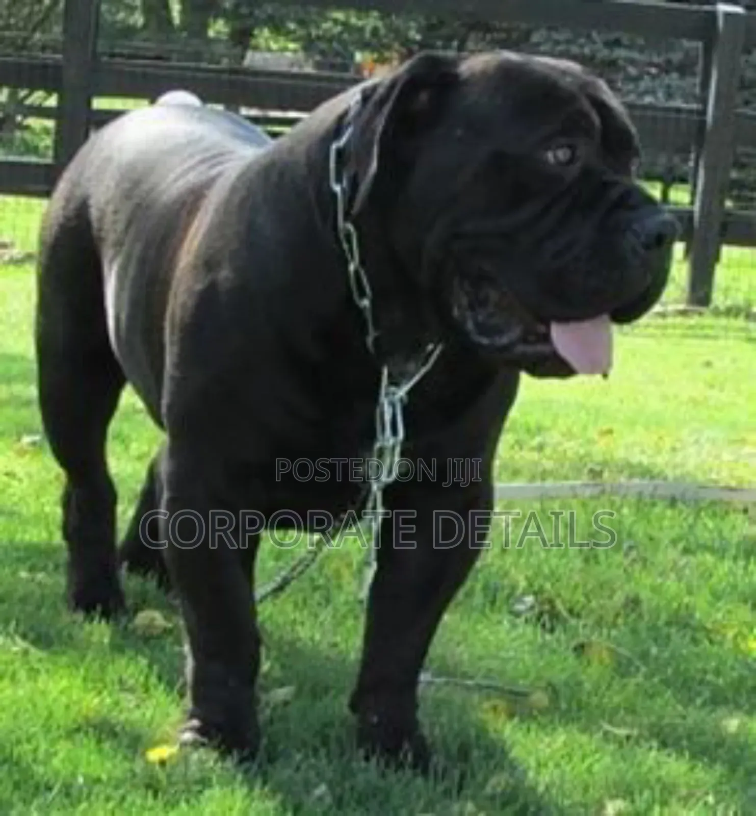 6-12 months Male Purebred Boerboel