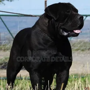 1+ year Male Purebred Boerboel