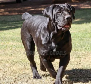 1+ year Male Purebred Boerboel