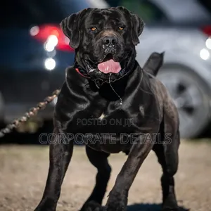 1+ year Male Purebred Boerboel