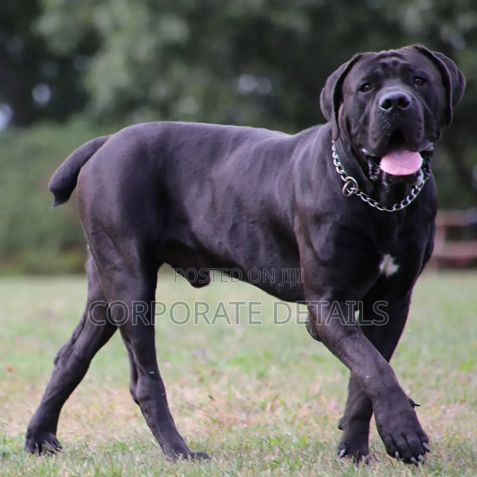1-3 months Male Purebred Boerboel