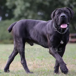 1-3 months Male Purebred Boerboel