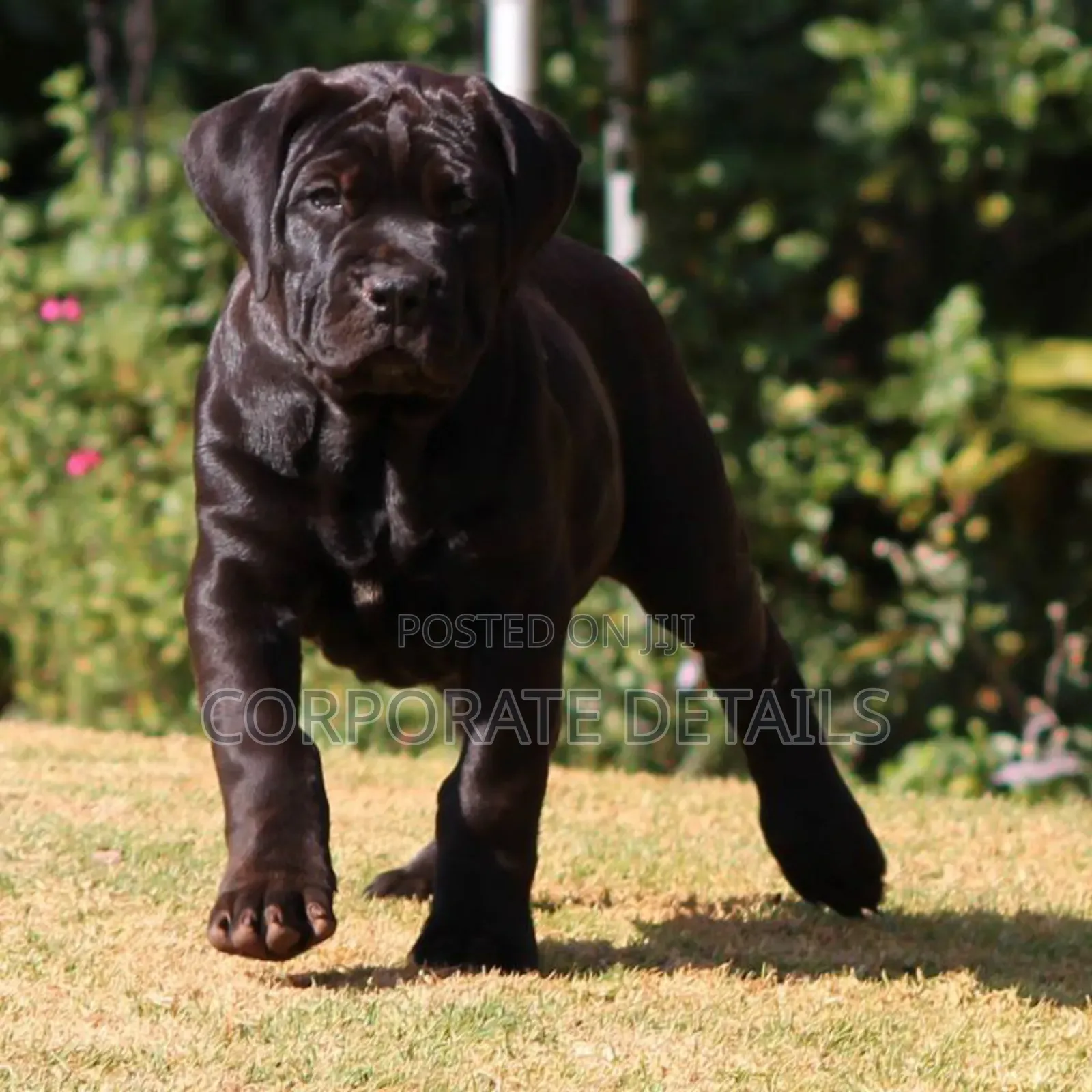 1-3 months Male Purebred Boerboel