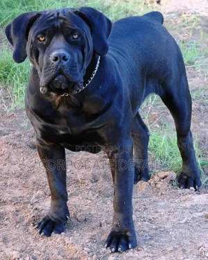 6-12 months Male Purebred Boerboel