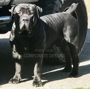 6-12 months Male Purebred Boerboel