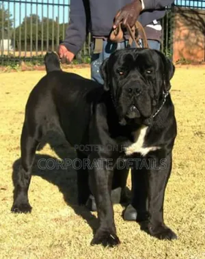 1+ year Male Purebred Boerboel