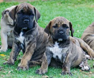 1-3 months Male Purebred Boerboel