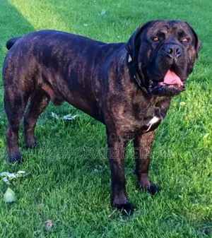 1-3 months Male Purebred Boerboel