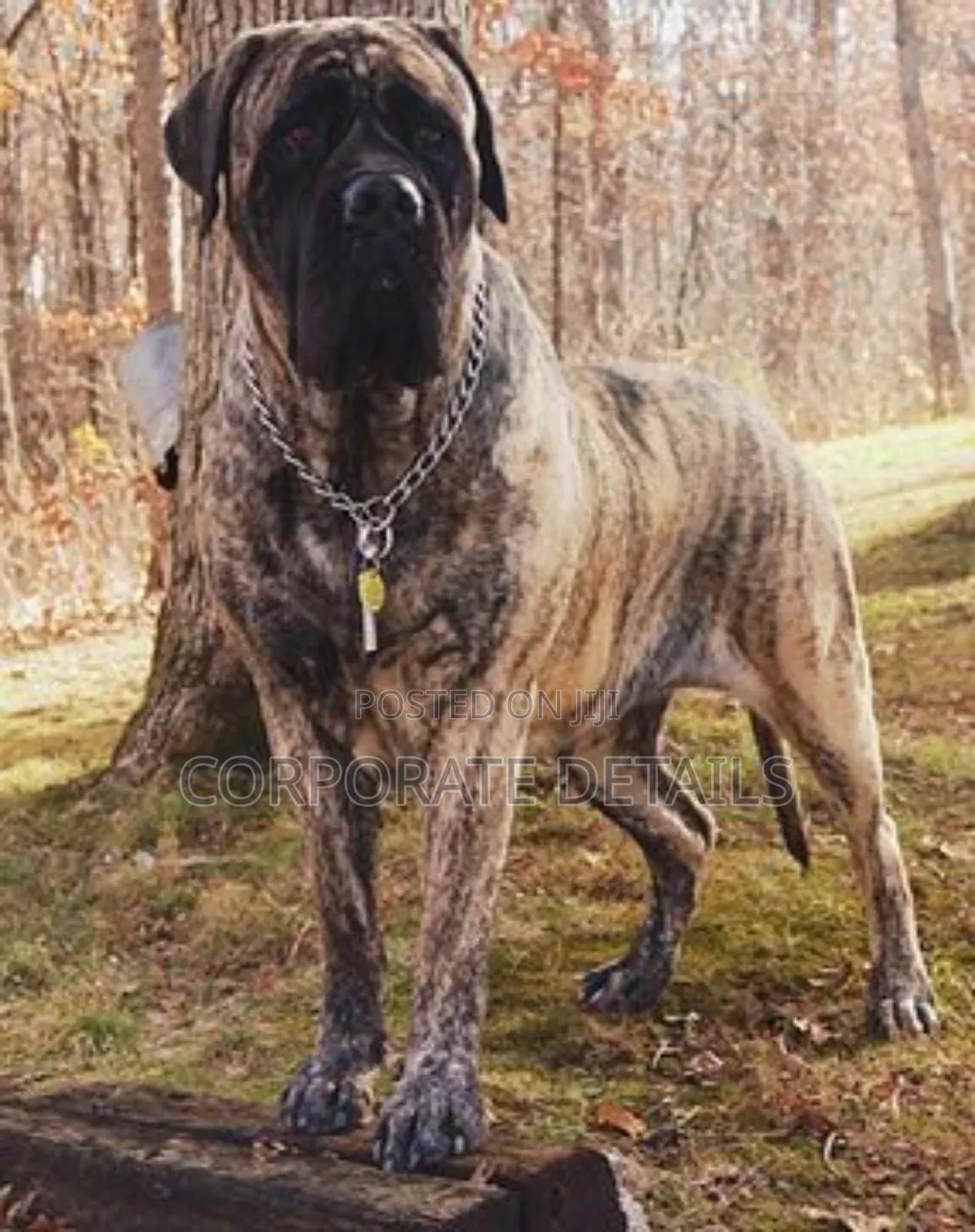 1+ year Male Purebred Boerboel