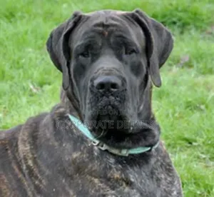 1+ year Male Purebred Boerboel