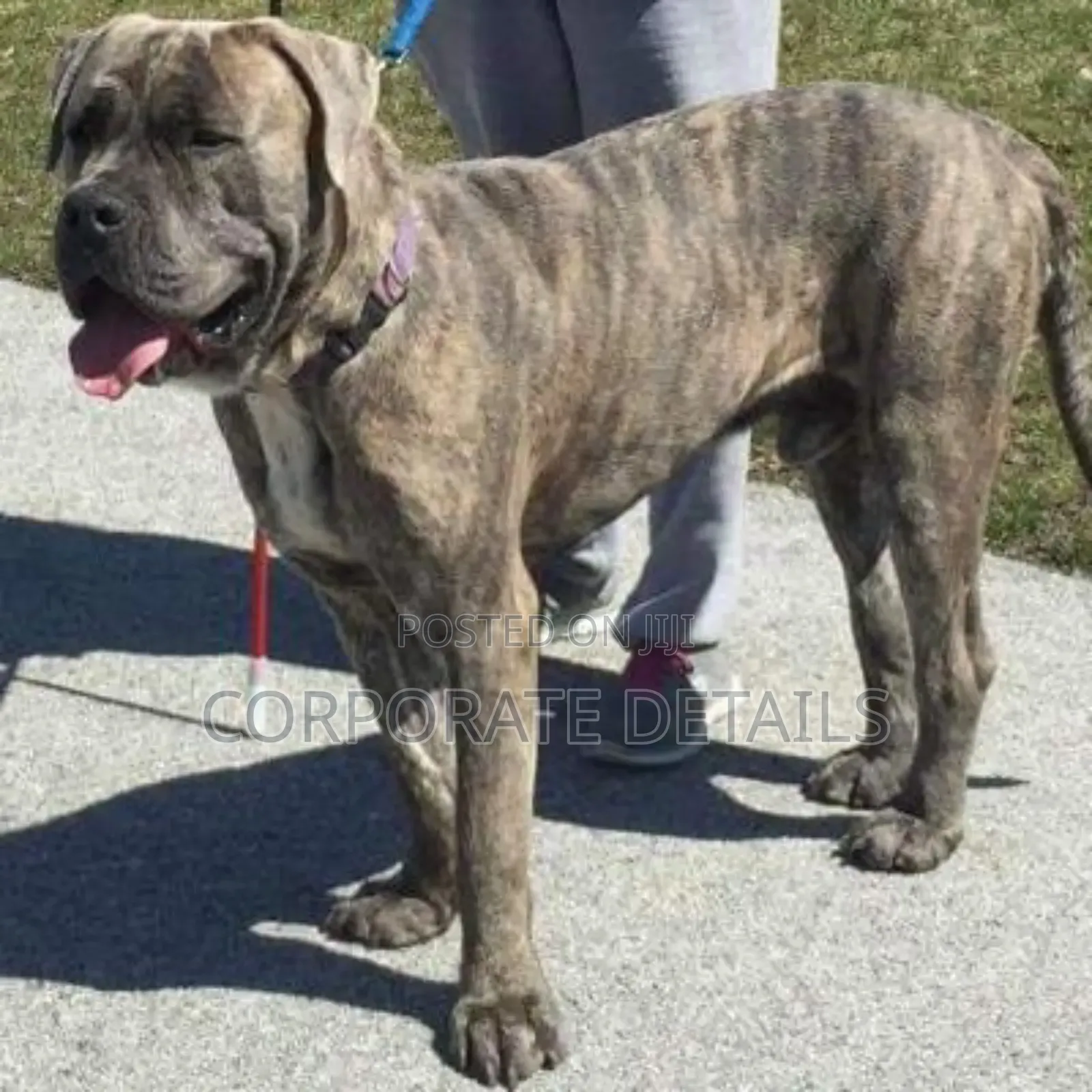 1+ year Male Purebred Boerboel
