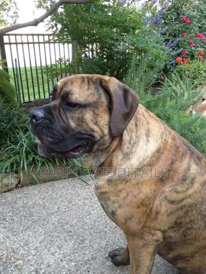 1+ year Male Purebred Boerboel