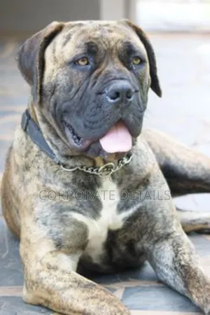 1+ year Male Purebred Boerboel
