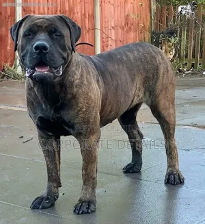 1+ year Male Purebred Boerboel