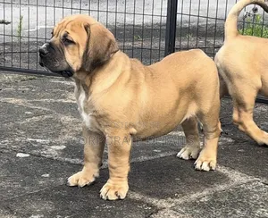 1-3 months Male Purebred Boerboel
