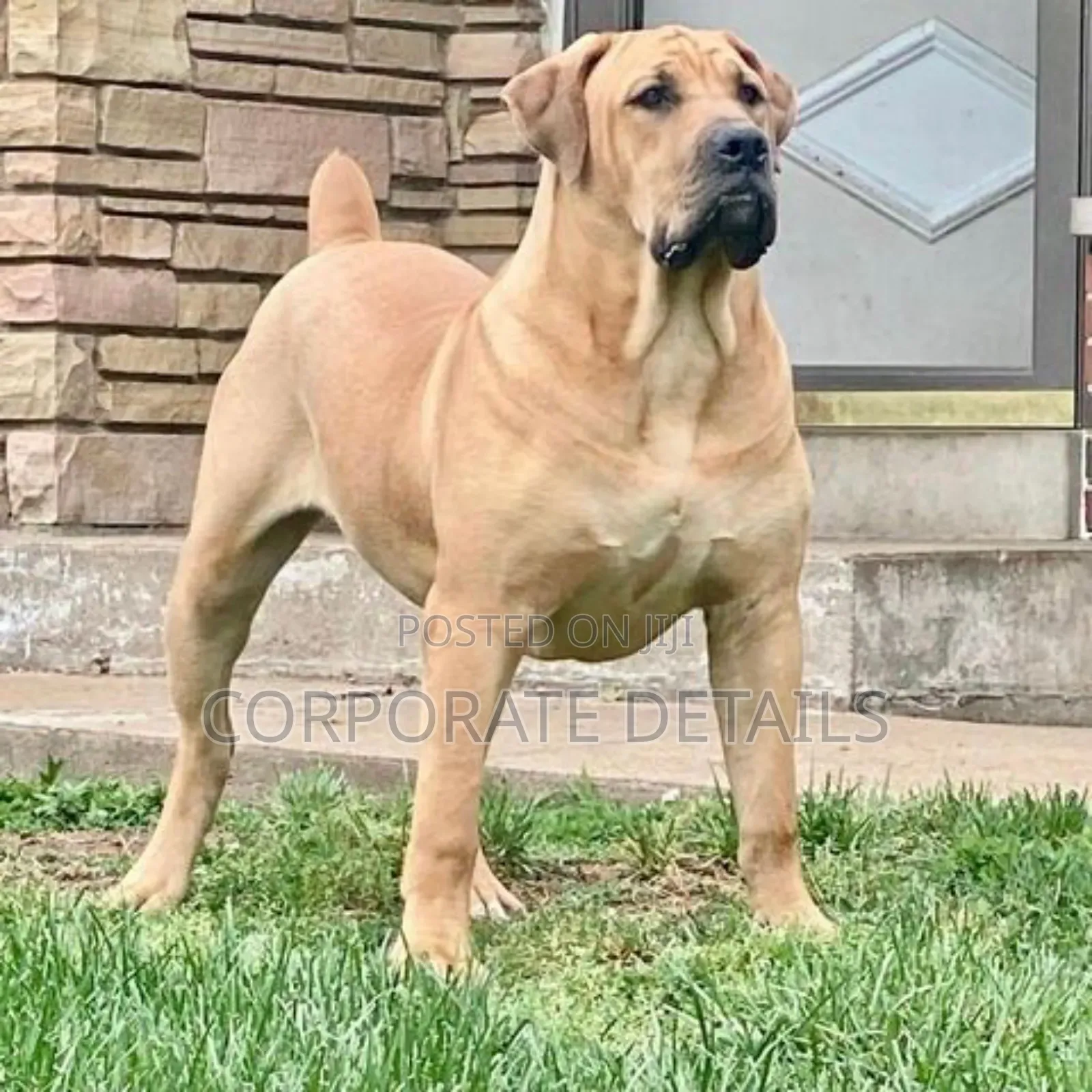 1-3 months Male Purebred Boerboel