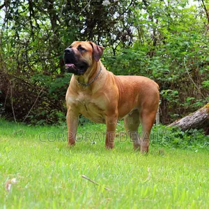 1+ year Male Purebred Boerboel