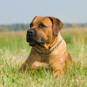 1+ year Male Purebred Boerboel