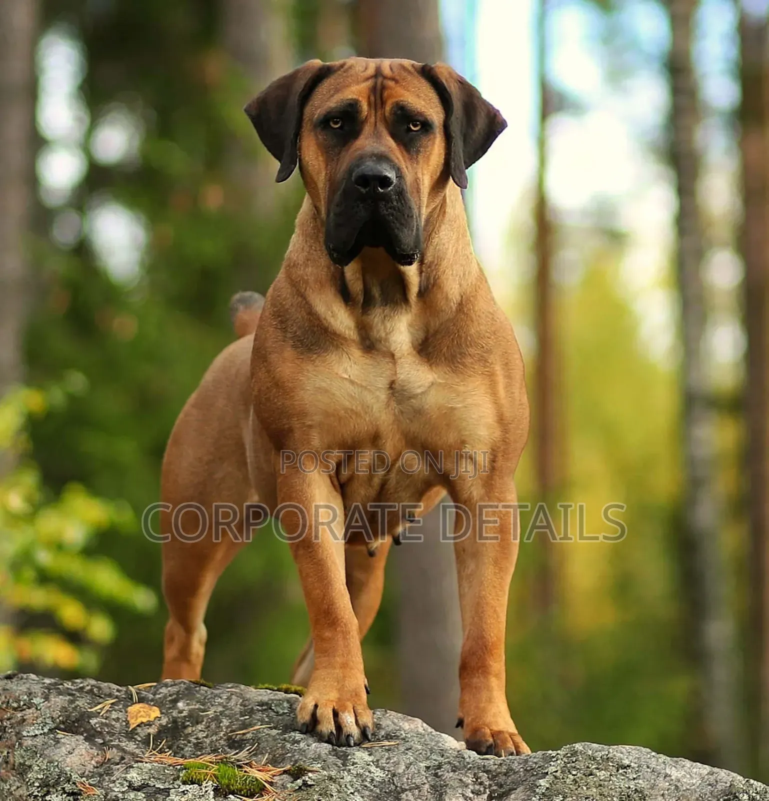 1+ year Male Purebred Boerboel
