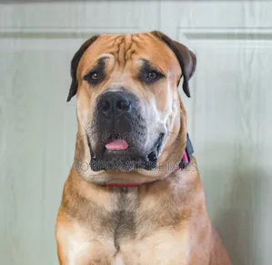 1+ year Male Purebred Boerboel