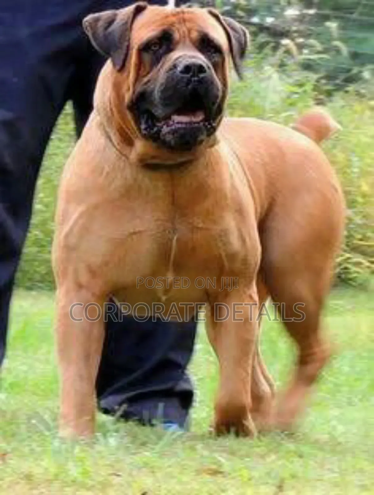 1+ year Male Purebred Boerboel