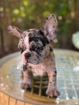 1-3 months Female Purebred French Bulldog