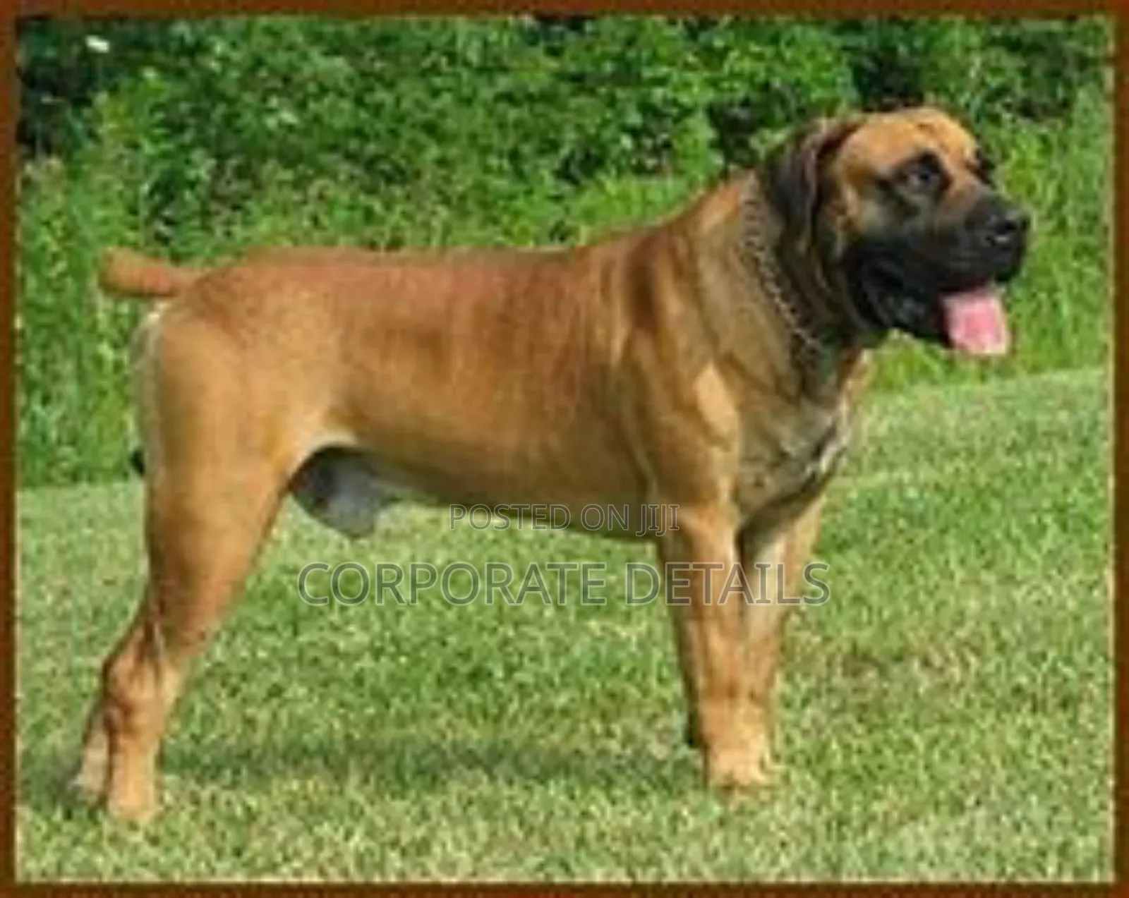 1+ year Male Purebred Boerboel