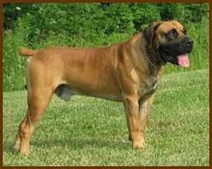 1+ year Male Purebred Boerboel