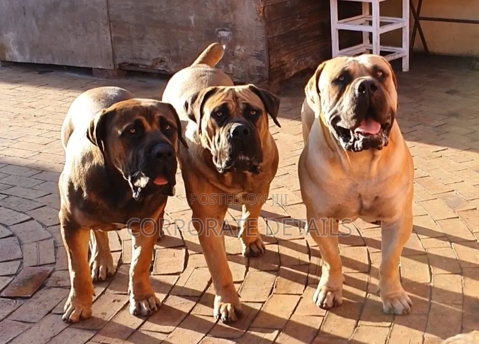 3-6 months Male Purebred Boerboel