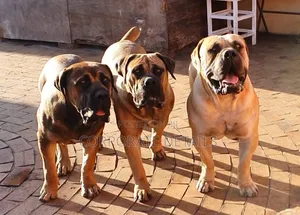 3-6 months Male Purebred Boerboel